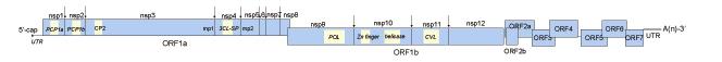 PRRSv genome