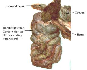 肠道临床解剖