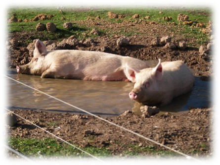认识猪只的求偶行为与发情 观察母猪/女猪群的行为—表现正常或其中