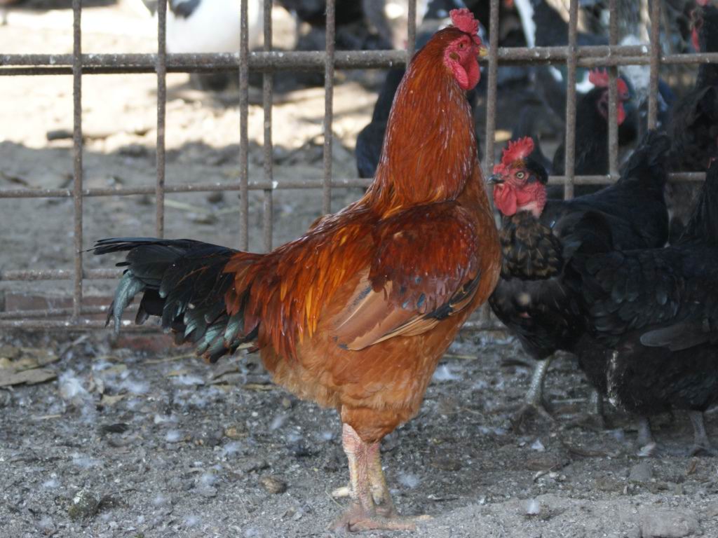 台湾常见肉鸡品系